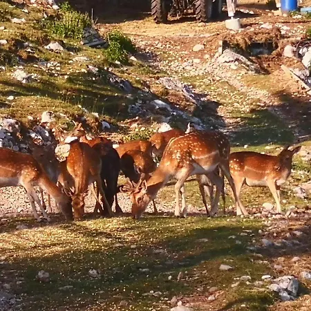 Mountain Emilia * Kobarid