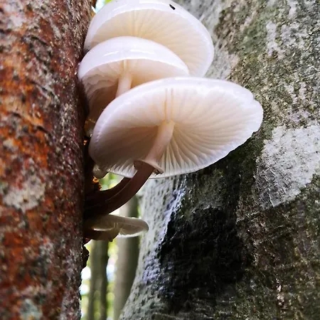 Apartment Mountain Emilia Kobarid