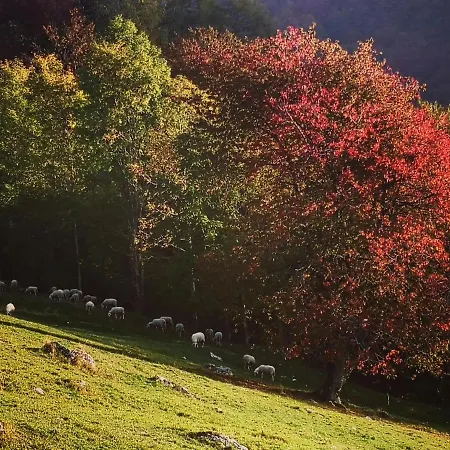 Apartment Mountain Emilia *