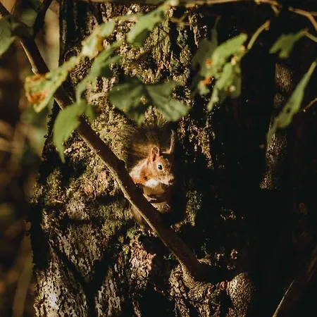 Mountain Emilia Apartamento