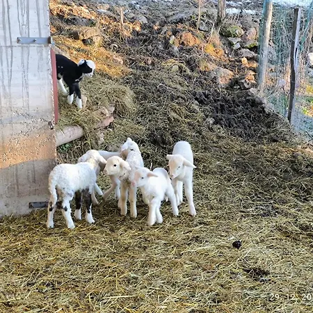 Mountain Emilia Appartement *