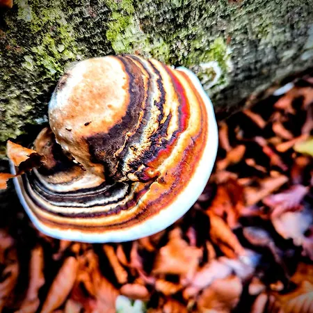 Apartamento Mountain Emilia Kobarid