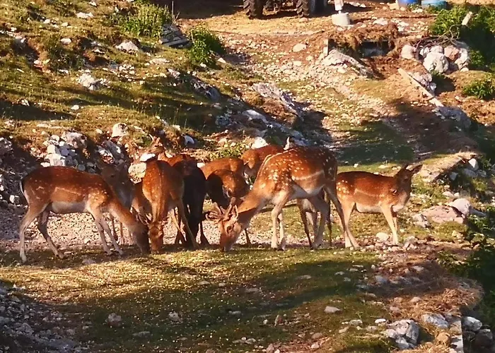 Mountain Emilia * Kobarid