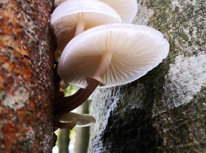 Apartmán Mountain Emilia Kobarid