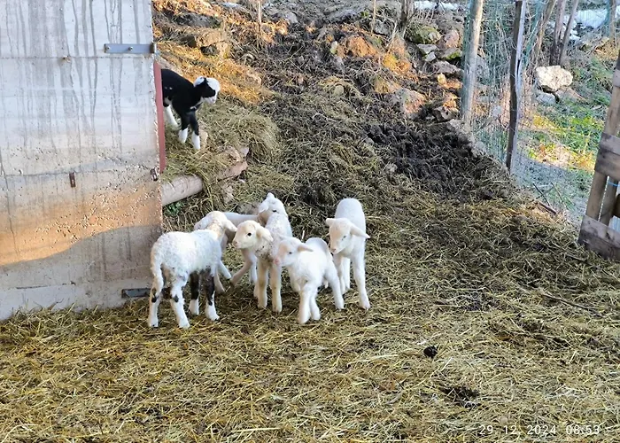 Mountain Emilia Apartmán *