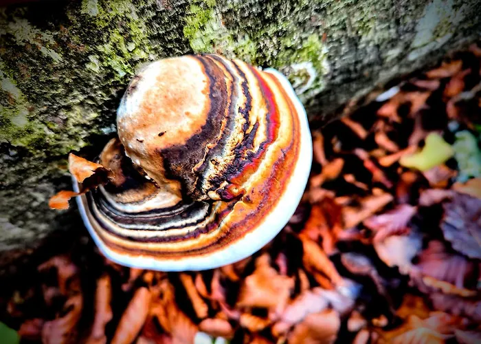 Appartamento Mountain Emilia Kobarid